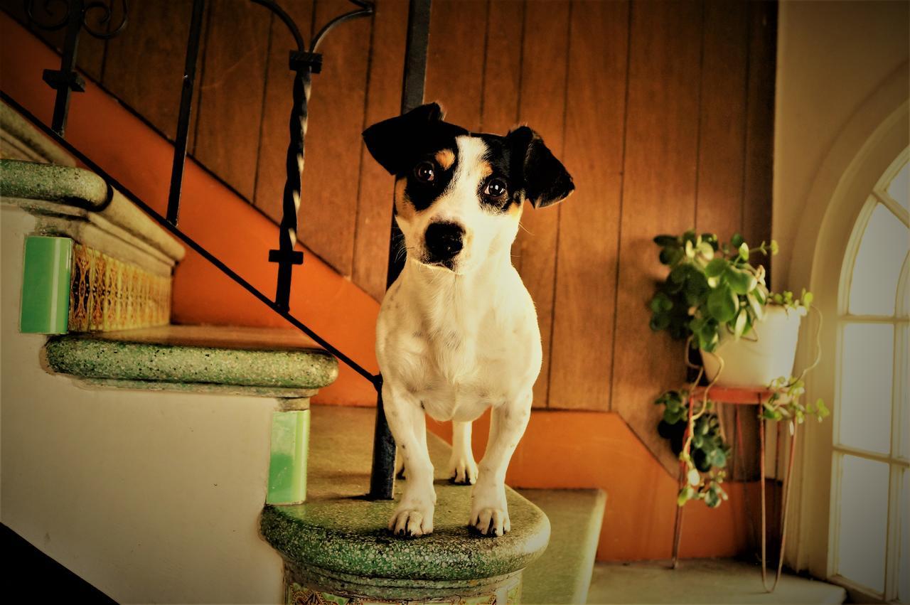 La Decima Guest House Chihuahua Eksteriør billede